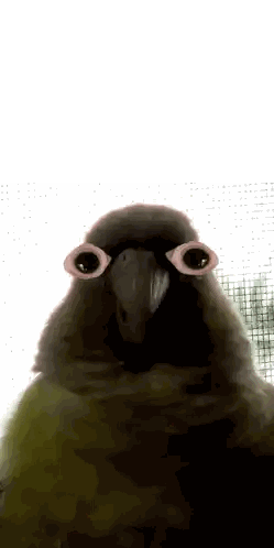 Close Up of Parrot Face with Big Eyes