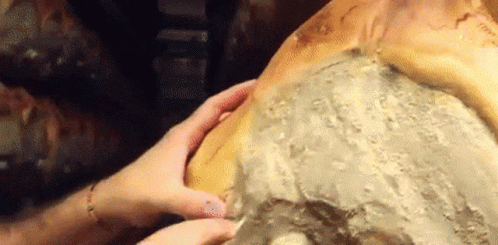 Close Up Of Person Holding Bread GIF