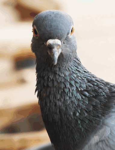 Close Up of Pigeon Face