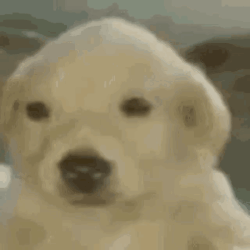 Close Up of Puppy Face With Blurry Background