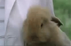 Close Up of Rabbit on Table