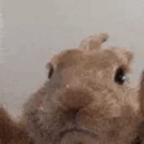 Close Up Of Rabbit Stuffed Animal GIF
