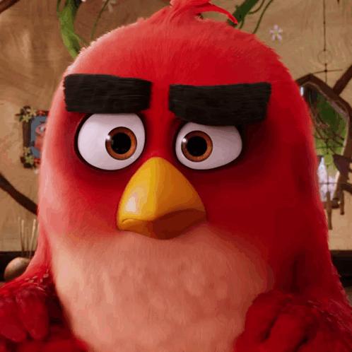 Close Up of Red Angry Bird With Big Eyes