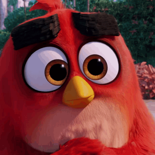 Close Up of Red Angry Bird With Big Eyes and Yellow Beak