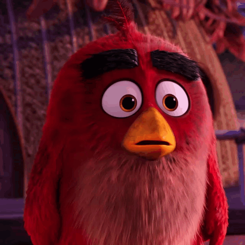 Close Up of Red Angry Bird With Big Eyes