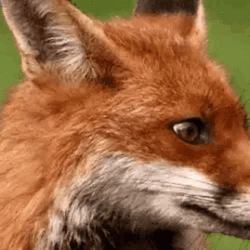 Close Up of Red Fox Face