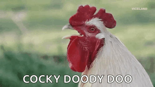 Close Up of Rooster Cocky Doody Doo