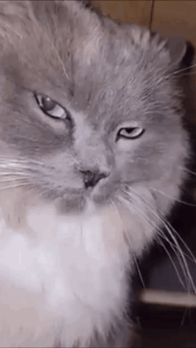 Close-Up Of Serious Cat Face GIF