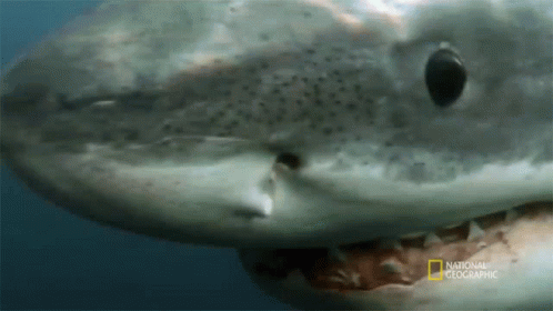 Close Up Of Shark With National Geographic GIF