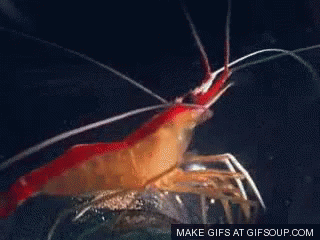 Close Up Of Shrimp With Gifsoup Watermark GIF