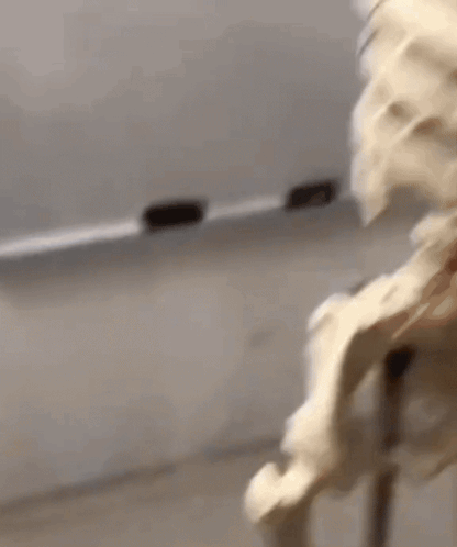 Close Up of Skeleton in Classroom With White Board