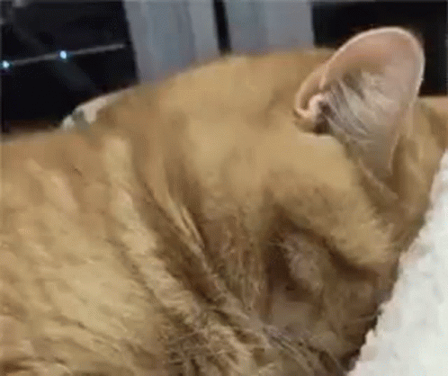Close Up Of Sleeping Cat GIF