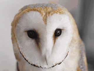 Close Up of Smiling Owl Face