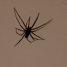 Close Up Of Spider's Shadow GIF
