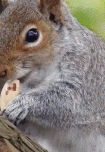 Close Up of Squirrel Eating Nut on Tree Branch