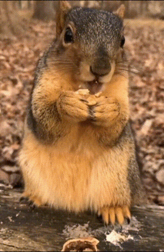 Close Up of Squirrel Eating Peanut