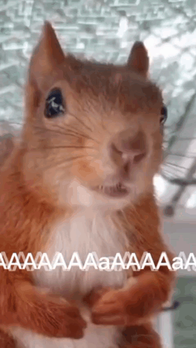 Close Up Of Squirrel Looking At Camera Saying Aaa GIF