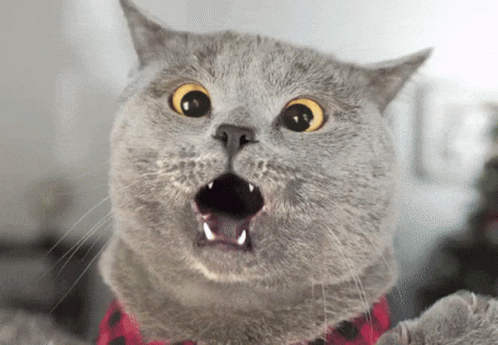 Close Up of Surprised Cat Face