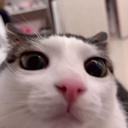 Close Up of Surprised Cat Looking at Camera