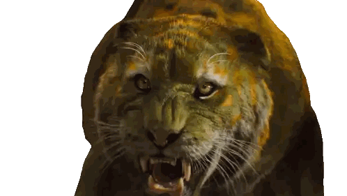 Close Up of Tiger Face