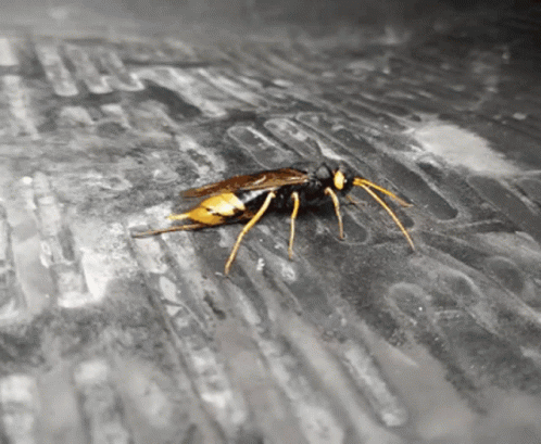 Close Up of Wasp Crawling