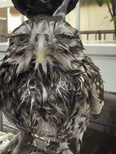 Close Up of Wet Bird Feathers