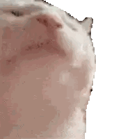 Close Up of White Cat Face