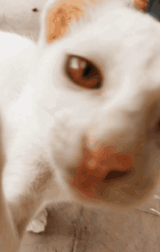 Close Up of White Dog Face