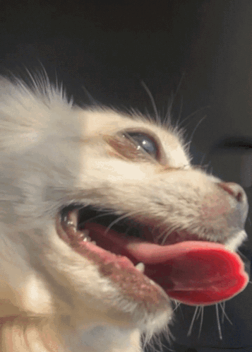 Close Up of White Dog Tongue Hanging Out