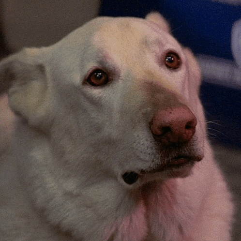 Close Up of White Dog with Red Eyes