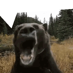 Close-Up of Wide-Mouthed Bear