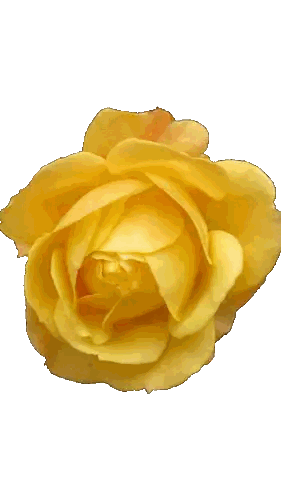 Close Up of Yellow Flower