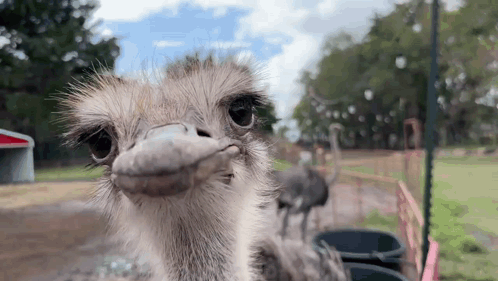 Close Up Ostrich Face Looking At Camera With Others In Background GIF