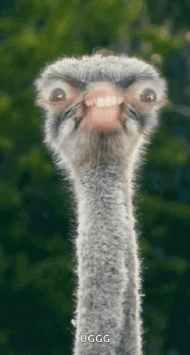 Close Up Ostrich Face Saying Ugg GIF