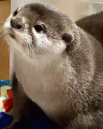 Close Up Otter Face with Blue Blanket