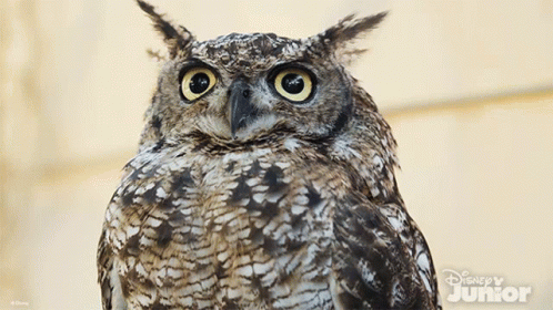 Close Up Owl Disney Junior GIF