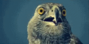 Close Up Owl Face Blue Sky
