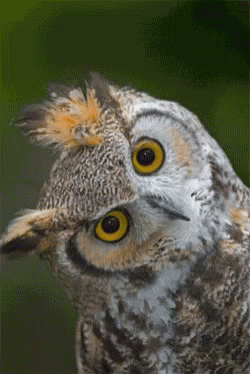 Close Up Owl Head With Yellow Eyes