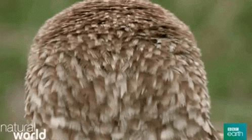 Close Up Owl Saying Alphabet Owl