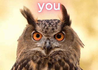 Close Up Owl Saying You GIF