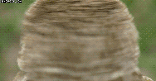 Close Up Owl With Senorgif.com