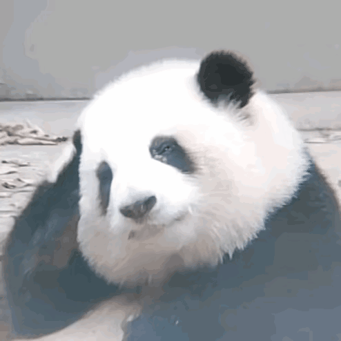 Close Up Panda Bear Laying Down GIF