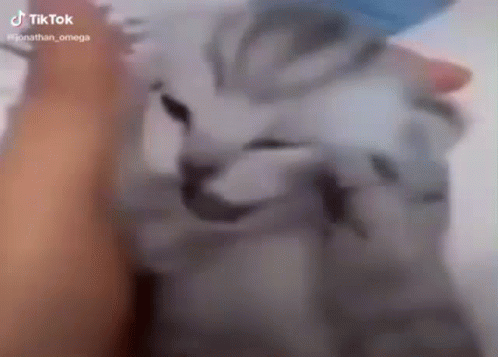 Close Up Person Petting Cat Face