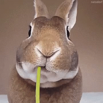 Close-Up Rabbit Eating Leaf GIF