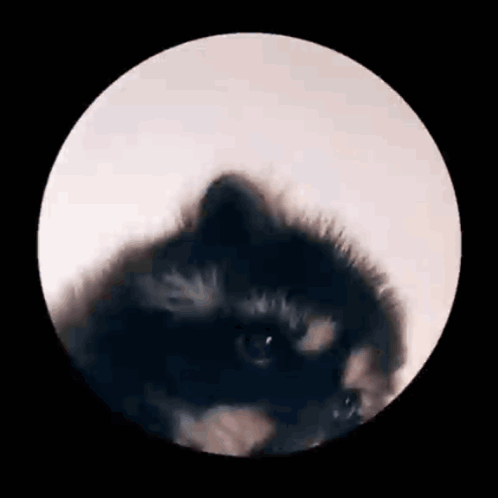 Close Up Raccoon In Circle GIF