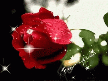 Close Up Red Rose Saying For You GIF