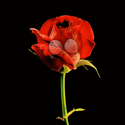 Close Up Red Rose With Cartoon Face