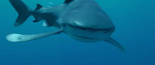 Close Up Shark Face In Ocean GIF