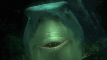 Close Up Shark Swimming With Mouth Open GIF