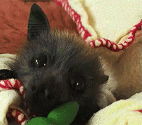 Close Up Shot Bat Flapping Ears GIF